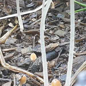 Coprinellus etc. at Copmanhurst, NSW - suppressed