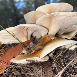 Unverified Fungus by LisaH