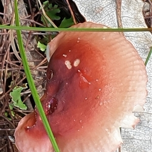 Unverified Cap on a stem; gills below cap [mushrooms or mushroom-like] by MazzV