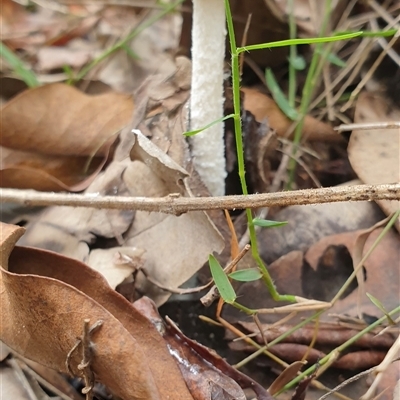 Unverified Cap on a stem; gills below cap [mushrooms or mushroom-like] by MazzV