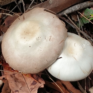 Unverified Cap on a stem; gills below cap [mushrooms or mushroom-like] by MazzV