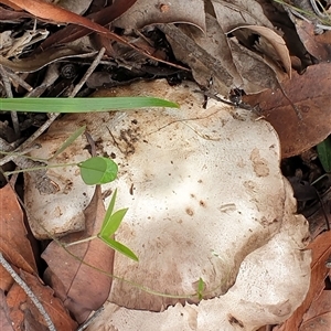 Agaricus sp. at Copmanhurst, NSW - suppressed