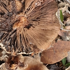 Agaricus sp. at Copmanhurst, NSW - suppressed