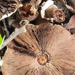 Agaricus sp. at Copmanhurst, NSW - suppressed