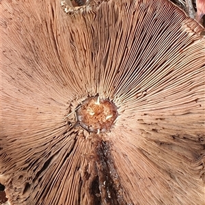 Agaricus sp. at Copmanhurst, NSW - suppressed