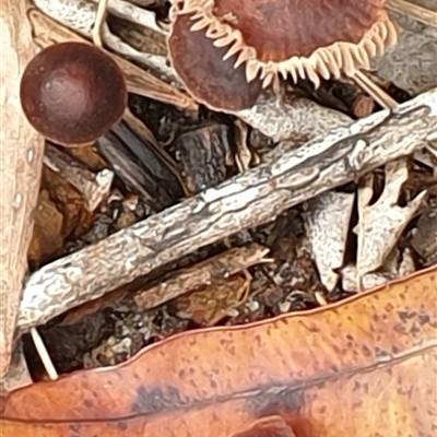 Unverified Cap on a stem; gills below cap [mushrooms or mushroom-like] by MazzV
