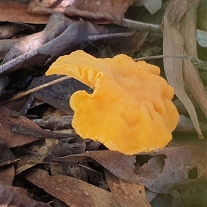 Unverified Cap on a stem; gills below cap [mushrooms or mushroom-like] by MazzV
