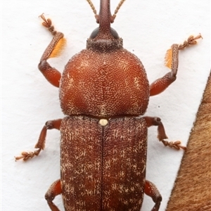 Tranes lyterioides at Rosedale, NSW - 12 Apr 2025 08:44 PM