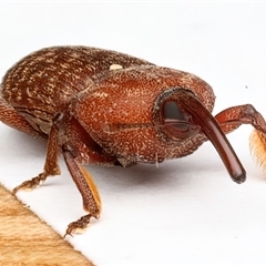 Tranes lyterioides at Rosedale, NSW - 12 Apr 2025 08:44 PM