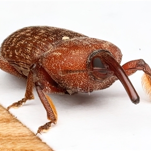 Tranes lyterioides at Rosedale, NSW - 12 Apr 2025 08:44 PM