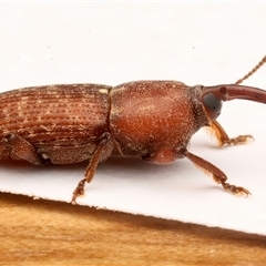 Tranes lyterioides at Rosedale, NSW - 12 Apr 2025 08:44 PM
