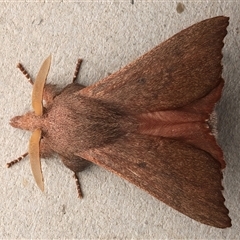 Pararguda crenulata (Lappett moth or Snout moth) at Rosedale, NSW - 12 Apr 2025 by jb2602