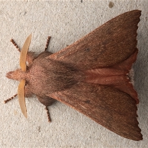 Pararguda crenulata at Rosedale, NSW - 12 Apr 2025 by jb2602