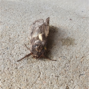 Unverified Swift and Ghost moth (Hepialidae) at Gunning, NSW - Today by Maren