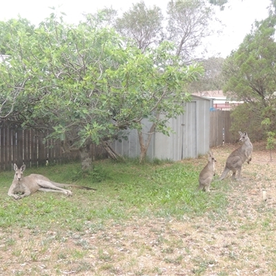 Macropus giganteus (Eastern Grey Kangaroo) at Conder, ACT - 29 Nov 2024 by MichaelBedingfield