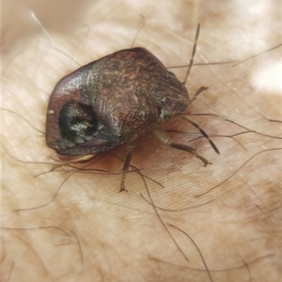 Solenotichus circuliferus (Solenotichus shield bug) at Phillip, ACT - 21 Apr 2025 by Philip