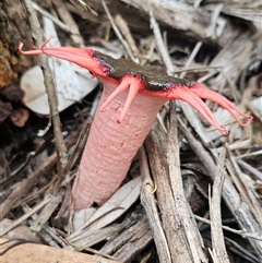Aseroe rubra at Evans Head, NSW - 21 Apr 2025 01:12 PM