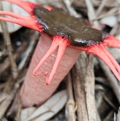 Aseroe rubra at Evans Head, NSW - 21 Apr 2025 01:12 PM