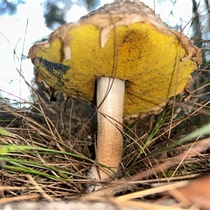 Unverified Fungus by LisaH