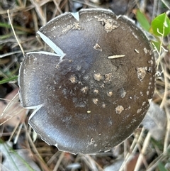 Amanita sp. at Moruya, NSW - suppressed