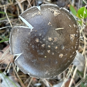 Amanita sp. at Moruya, NSW - suppressed
