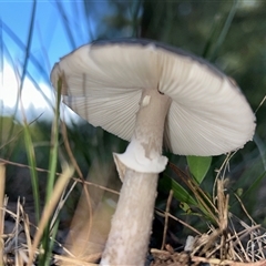 Amanita sp. at Moruya, NSW - suppressed