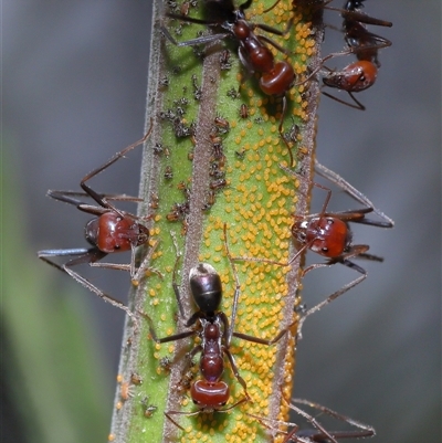 Acizzia acaciaedecurrentis (Early Green Wattle Psyllid) at Acton, ACT - 20 Apr 2025 by TimL