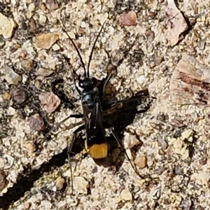 Unverified Wasp (Hymenoptera, Apocrita) at Parkesbourne, NSW - Today by trevorpreston