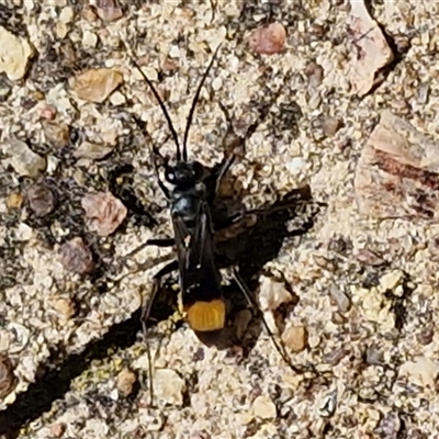 Calopompilus sp. (genus) (Spider wasp) at Parkesbourne, NSW - 21 Apr 2025 by trevorpreston