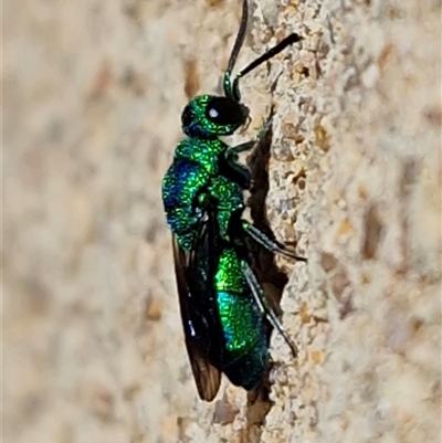 Chrysididae (family) (Cuckoo wasp or Emerald wasp) at Parkesbourne, NSW - 21 Apr 2025 by trevorpreston