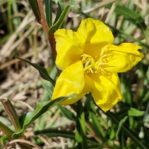Unverified Other Wildflower or Herb at Parkesbourne, NSW - Today by trevorpreston