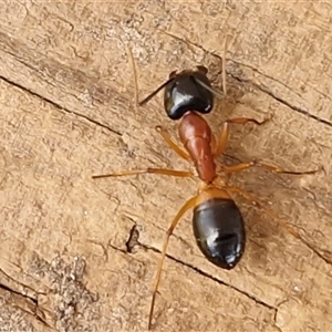 Camponotus consobrinus (Banded sugar ant) at Parkesbourne, NSW - Today by trevorpreston