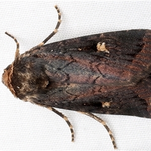 Proteuxoa testaceicollis at Rosedale, NSW - 13 Apr 2025 by jb2602