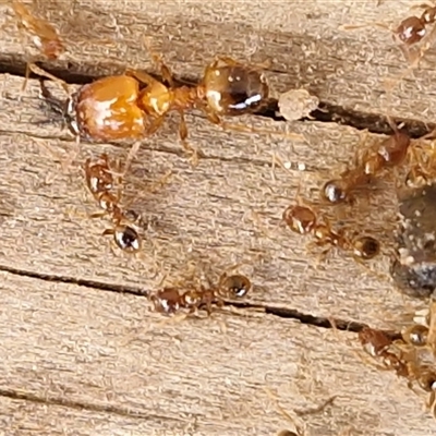 Pheidole sp. (genus) (Seed-harvesting ant) at Parkesbourne, NSW - 21 Apr 2025 by trevorpreston