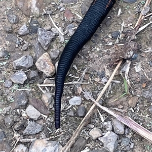 Unverified Leech (Hirudinea) at Cockwhy, NSW - Today by Clarel