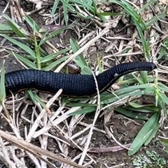 Hirudinea sp. (Class) at Cockwhy, NSW - 21 Apr 2025 11:24 AM
