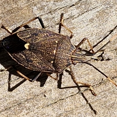 Poecilometis sp. (genus) (A Gum Tree Shield Bug) at Parkesbourne, NSW - 21 Apr 2025 by trevorpreston