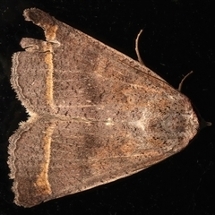 Pantydia capistrata (An Erebid moth) at Rosedale, NSW - 13 Apr 2025 by jb2602