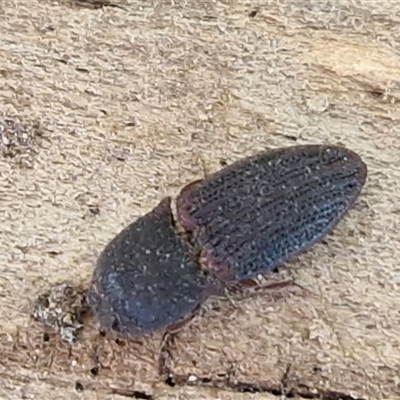 Agrypnus sp. (genus) (Rough click beetle) at Parkesbourne, NSW - 21 Apr 2025 by trevorpreston