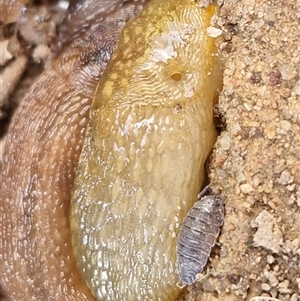 Limacus flavus at Parkesbourne, NSW - 21 Apr 2025 11:32 AM