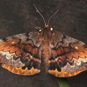 Chelepteryx collesi at Ainslie, ACT - 16 Apr 2025 by jb2602