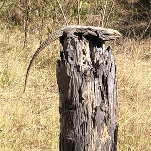 Pogona barbata at Broke, NSW - 27 Aug 2023 by RoyP