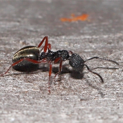 Dolichoderus scabridus (Dolly ant) at Acton, ACT - 20 Apr 2025 by TimL