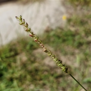 Paspalum dilatatum at Parkesbourne, NSW - Today by trevorpreston