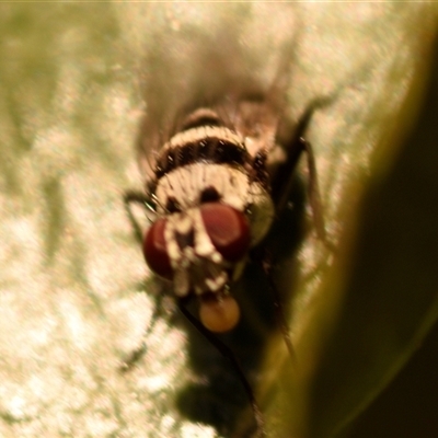 Anthomyiidae (family) (Anthomyiid fly) at Evatt, ACT - 21 Apr 2025 by Thurstan