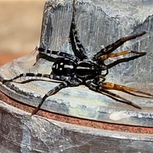 Nyssus coloripes at Parkesbourne, NSW - 21 Apr 2025 11:11 AM