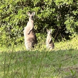 Macropus giganteus at Kangaroo Valley, NSW - suppressed
