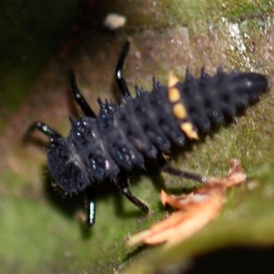 Harmonia conformis (Common Spotted Ladybird) at Evatt, ACT - 21 Apr 2025 by Thurstan