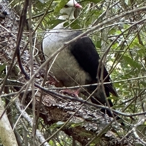 Ocyphaps lophotes at Kangaroo Valley, NSW - Today by lbradley