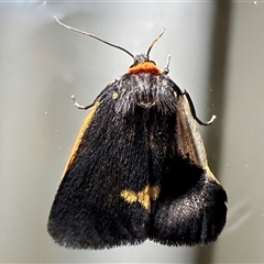 Castulo doubledayi (Doubleday's Footman) by Pirom